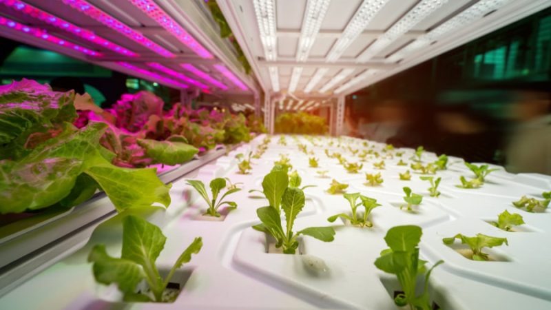 Urban Farming Innovations