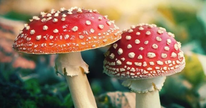 Microdosing of Red Amanita Mushroom