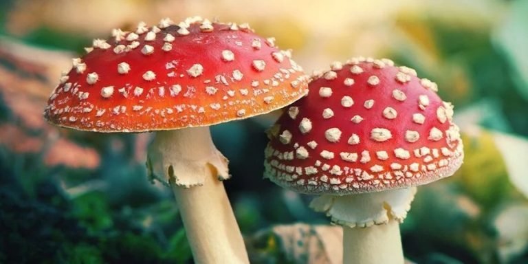 Microdosing of Red Amanita Mushroom