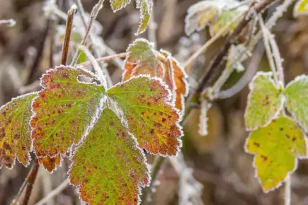 Black Maple Strain