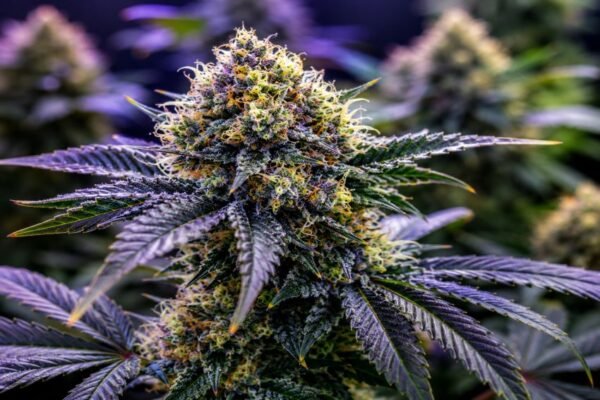 RS-11 Strain