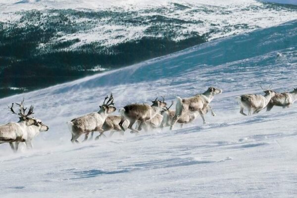 Alpine Tundra Animals