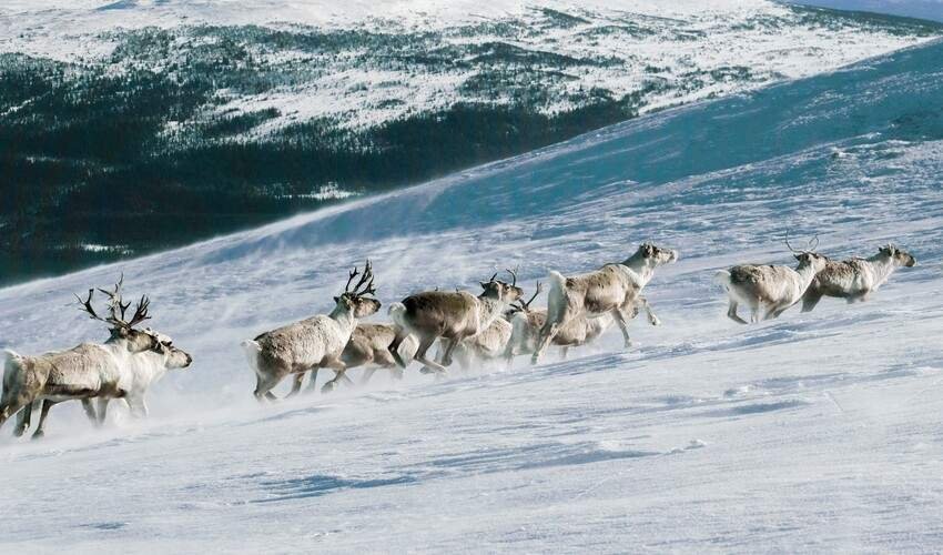 Alpine Tundra Animals