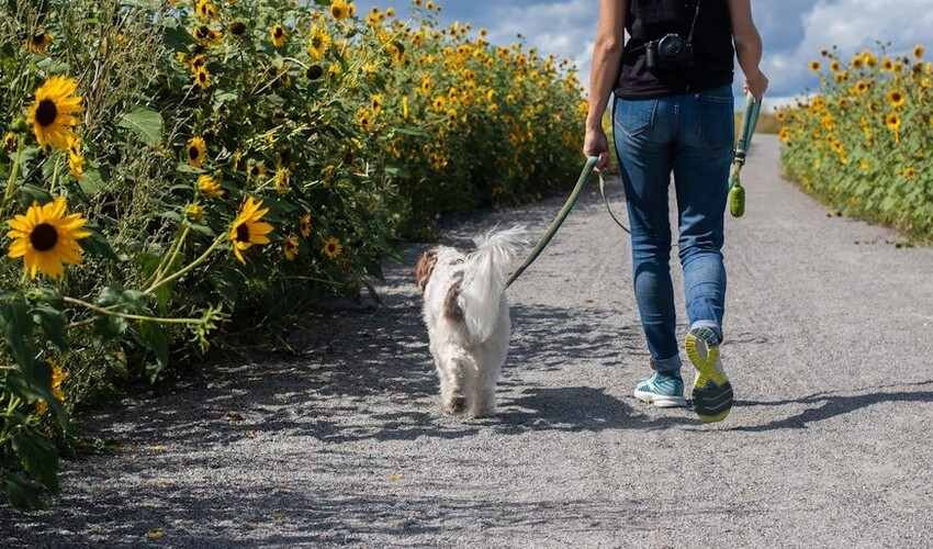 Wearable Pet