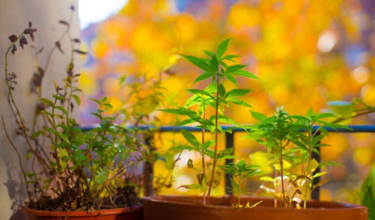 Cannabis Seeds